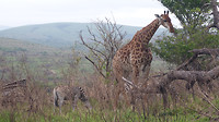 giraffen