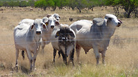 koeien in de droge Karoo