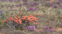 de Karoo in bloei