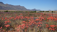 de Karoo in bloei