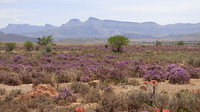de Karoo in bloei