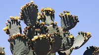 cactussen in bloei