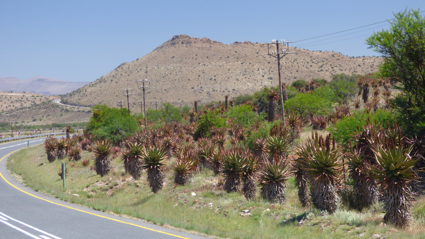 Karoo