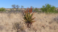 de Karoo in bloei