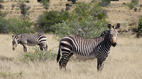 Mountain zebrapark