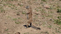 squirrel
