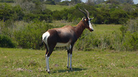 Bontebok