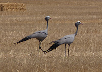 kraanvogels
