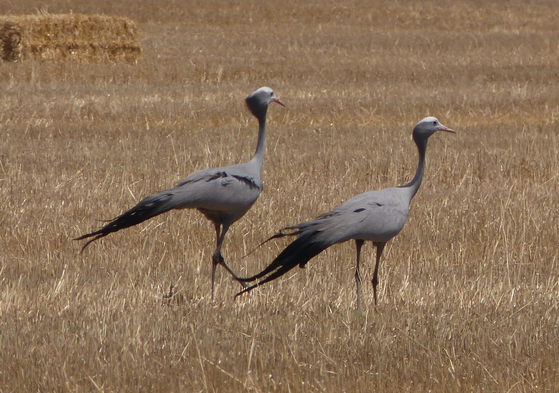 kraanvogels