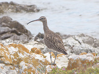 watervogel