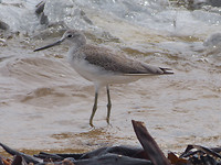 watervogel