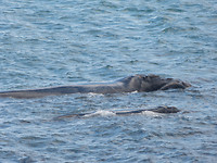 moeder en kalf Southern whale