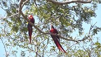 Macaws