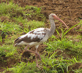 vogel