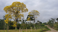 Gele bloesem