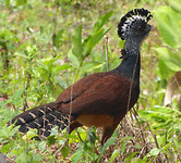 prachtvogel