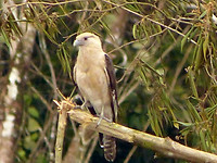 Yellow headed Caracara