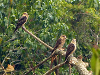 Jonge roofvogels