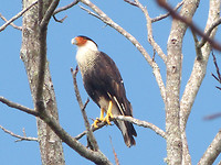 Crested Caracara
