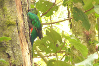 Quetzalvrouwtje bij nest in een boom