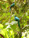 Quetzalkoppel