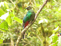Quetzalvrouwtje