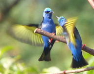 vogels