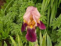 bijzondere iris