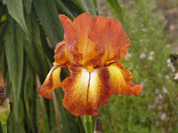 bijzondere iris