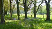 Bluebells