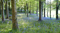 Bluebells