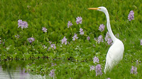 ibis