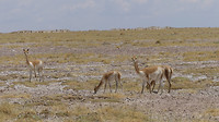 Vicuna's