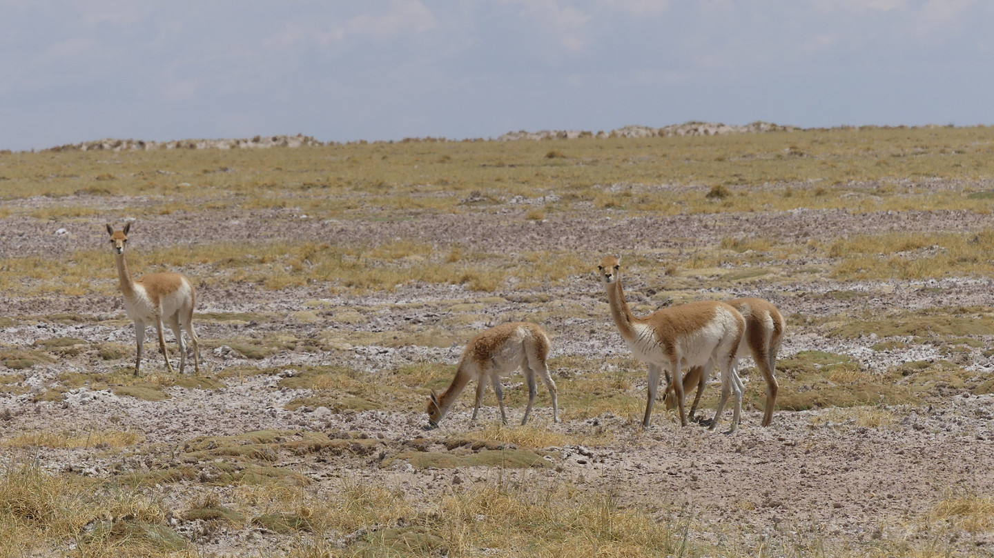 Vicuna's