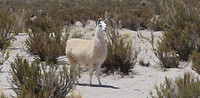 Lama