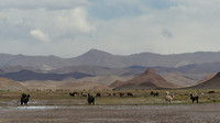 lama's in het landschap