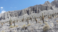 cactusvelden