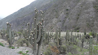 Cactusvelden