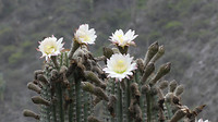 bloeiende cactussen
