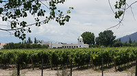 Cafayate druivenvelden