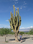 Dit was de grootste cactus