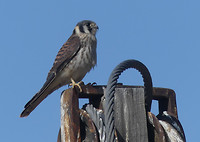 Roofvogel