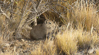 Marmot?