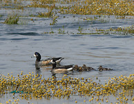 eendenfamilie