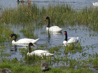 zwart-witte zwanen