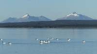 zwanen op het gletsjermeer