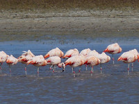 flamingo's