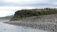 Pinguineiland