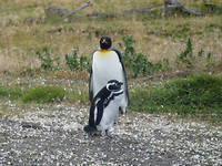 Konings en Magallanpinguin