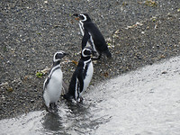 Magallanpinguins